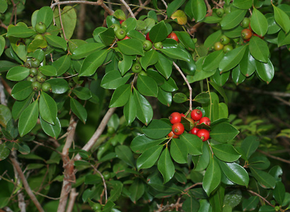 گواوای توت فرنگی